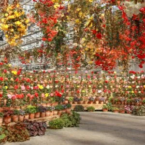 無料壁紙 日中の光が降り注ぐベゴニアガーデン。PCとデスクトップ壁紙に最適な4K高画質の無料壁紙。三重県桑名市のなばなの里で撮影したフリー写真素材