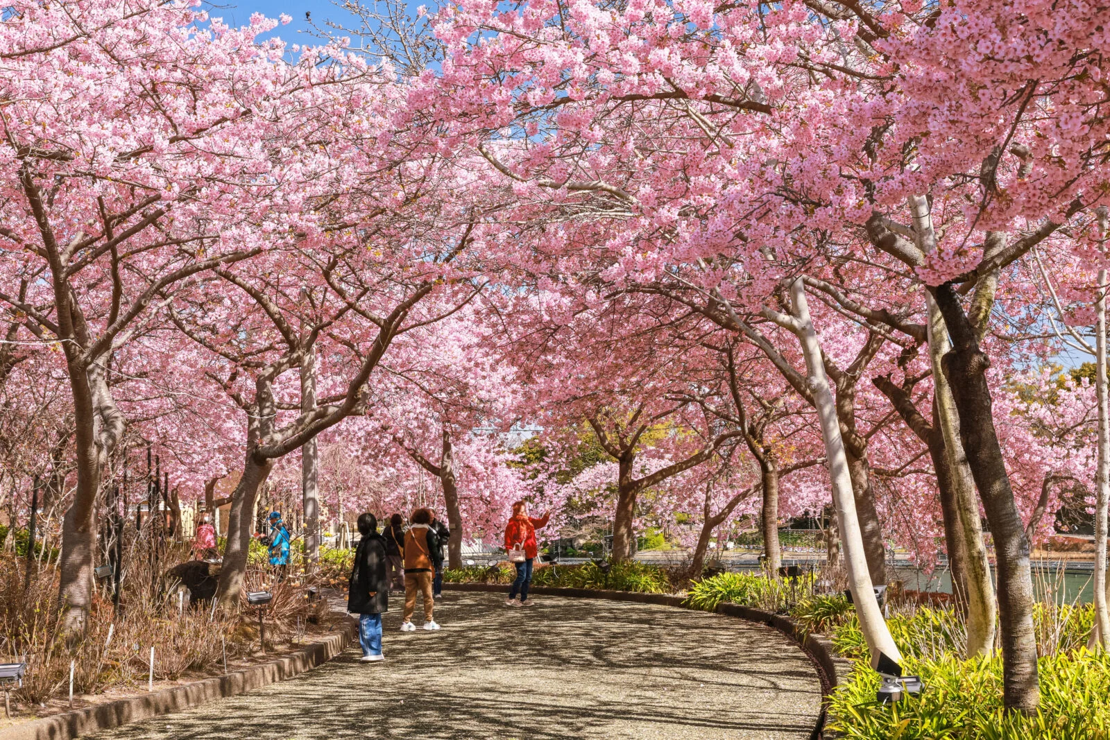 無料壁紙 河津桜並木を歩く人。PCとデスクトップ壁紙に最適な4K高画質の無料壁紙。三重県桑名市のなばなの里で撮影したフリー写真素材