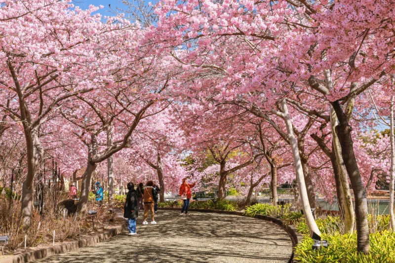 無料壁紙 河津桜並木を歩く人。PCとデスクトップ壁紙に最適な4K高画質の無料壁紙。三重県桑名市のなばなの里で撮影したフリー写真素材