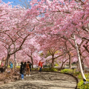 無料壁紙 河津桜並木を歩く人。PCとデスクトップ壁紙に最適な4K高画質の無料壁紙。三重県桑名市のなばなの里で撮影したフリー写真素材