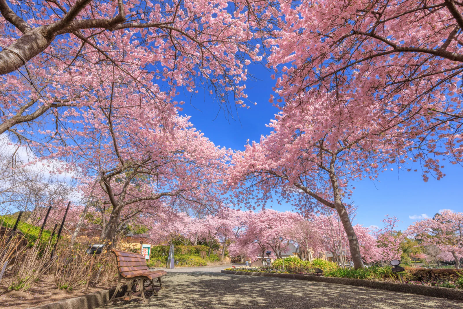 無料壁紙 ハートの青空と河津桜を眺められるベンチ。PCとデスクトップ壁紙に最適な4K高画質の無料壁紙。三重県桑名市のなばなの里で撮影したフリー写真素材