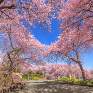 無料壁紙 ハートの青空と河津桜を眺められるベンチ。PCとデスクトップ壁紙に最適な4K高画質の無料壁紙。三重県桑名市のなばなの里で撮影したフリー写真素材