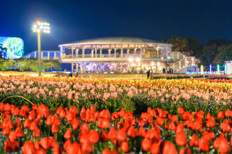 無料壁紙 花ひろばのチューリップと展望台。PCとデスクトップ壁紙に最適な4K高画質の無料壁紙。三重県桑名市のなばなの里で撮影したフリー写真素材