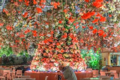 無料壁紙 春のベゴニアガーデンライトアップ。PCとデスクトップ壁紙に最適な4K高画質の無料壁紙。三重県桑名市のなばなの里で撮影したフリー写真素材