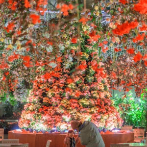 無料壁紙 春のベゴニアガーデンライトアップ。PCとデスクトップ壁紙に最適な4K高画質の無料壁紙。三重県桑名市のなばなの里で撮影したフリー写真素材