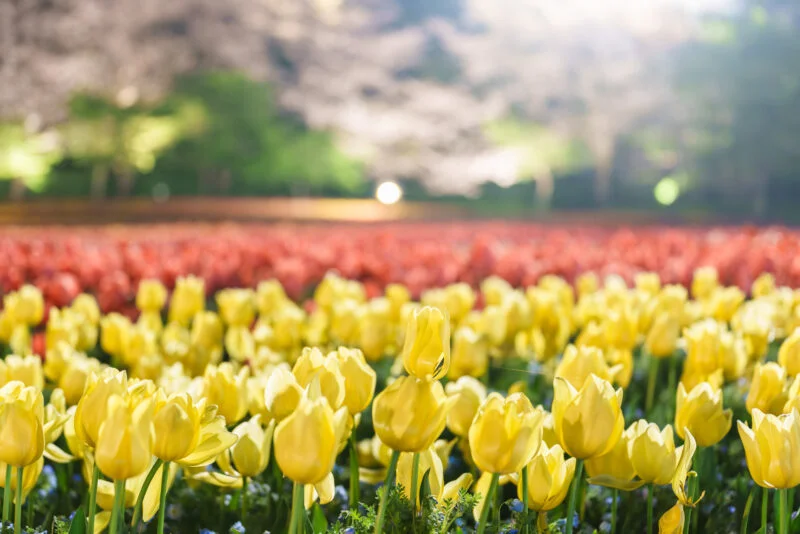 無料壁紙 黄色と赤のチューリップライトアップ。PCとデスクトップ壁紙に最適な4K高画質の無料壁紙。三重県桑名市のなばなの里で撮影したフリー写真素材
