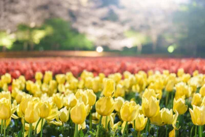 無料壁紙 黄色と赤のチューリップライトアップ。PCとデスクトップ壁紙に最適な4K高画質の無料壁紙。三重県桑名市のなばなの里で撮影したフリー写真素材