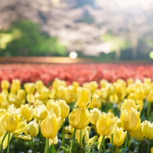 無料壁紙 黄色と赤のチューリップライトアップ。PCとデスクトップ壁紙に最適な4K高画質の無料壁紙。三重県桑名市のなばなの里で撮影したフリー写真素材