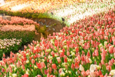 無料壁紙 もはやAIみたいに見える本物のチューリップ畑。PCとデスクトップ壁紙に最適な4K高画質の無料壁紙。三重県桑名市のなばなの里で撮影したフリー写真素材