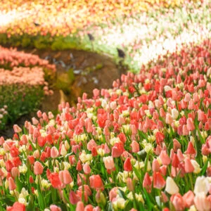 無料壁紙 もはやAIみたいに見える本物のチューリップ畑。PCとデスクトップ壁紙に最適な4K高画質の無料壁紙。三重県桑名市のなばなの里で撮影したフリー写真素材