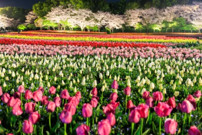 無料壁紙 実はネモフィラが潜むチューリップのライトアップ。PCとデスクトップ壁紙に最適な4K高画質の無料壁紙。三重県桑名市のなばなの里で撮影したフリー写真素材