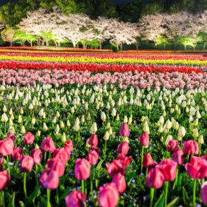 無料壁紙 実はネモフィラが潜むチューリップのライトアップ。PCとデスクトップ壁紙に最適な4K高画質の無料壁紙。三重県桑名市のなばなの里で撮影したフリー写真素材