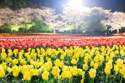 無料壁紙 黄色と赤のチューリップと桜の共演。PCとデスクトップ壁紙に最適な4K高画質の無料壁紙。三重県桑名市のなばなの里で撮影したフリー写真素材