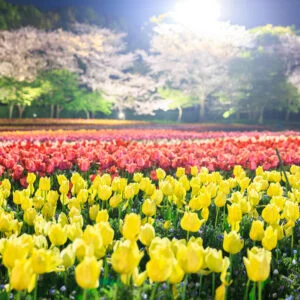 無料壁紙 黄色と赤のチューリップと桜の共演。PCとデスクトップ壁紙に最適な4K高画質の無料壁紙。三重県桑名市のなばなの里で撮影したフリー写真素材