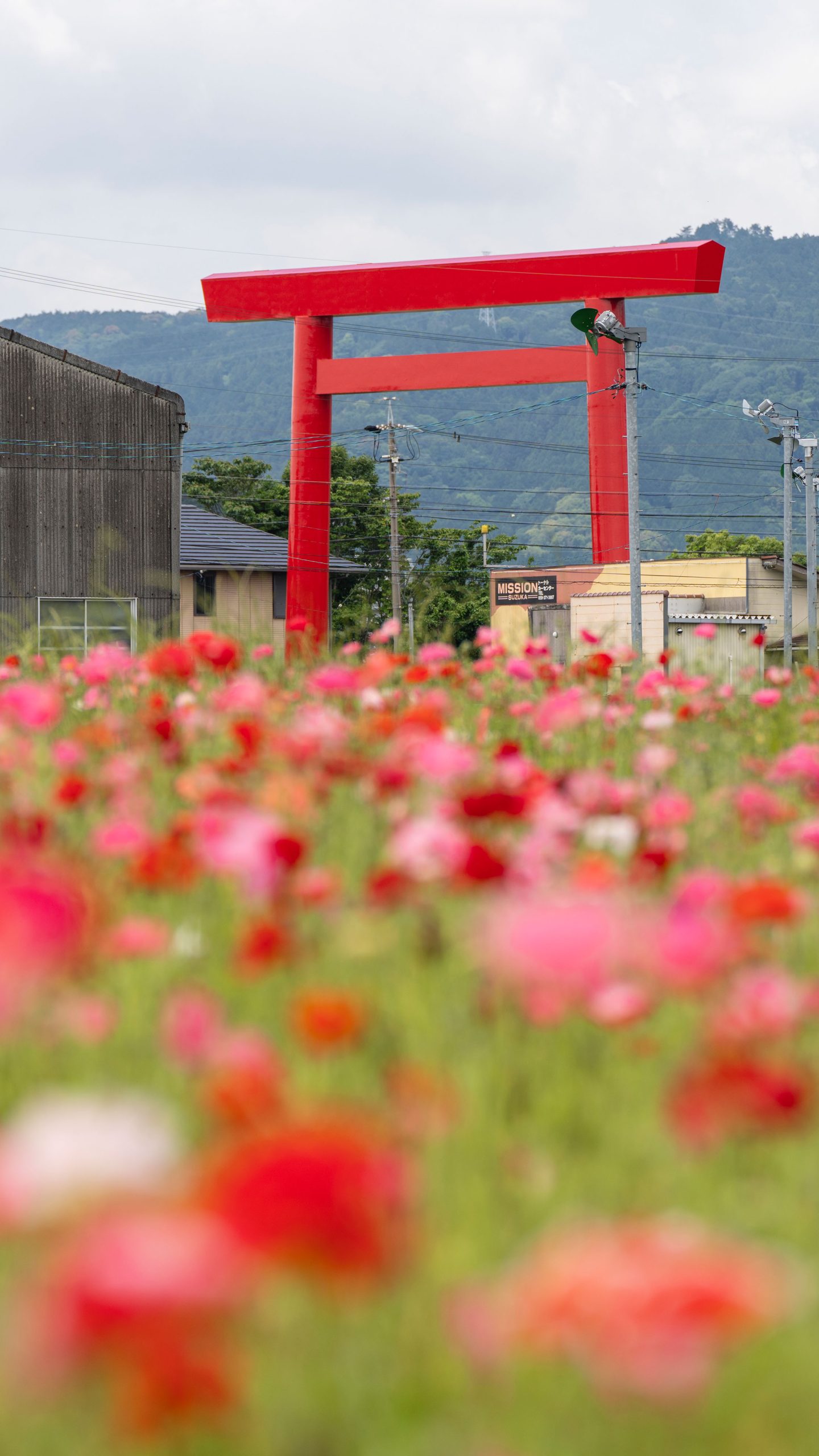 椿大社の鳥居とポピー畑(三重県鈴鹿市・長澤町のポピー(シャクヤク)畑)