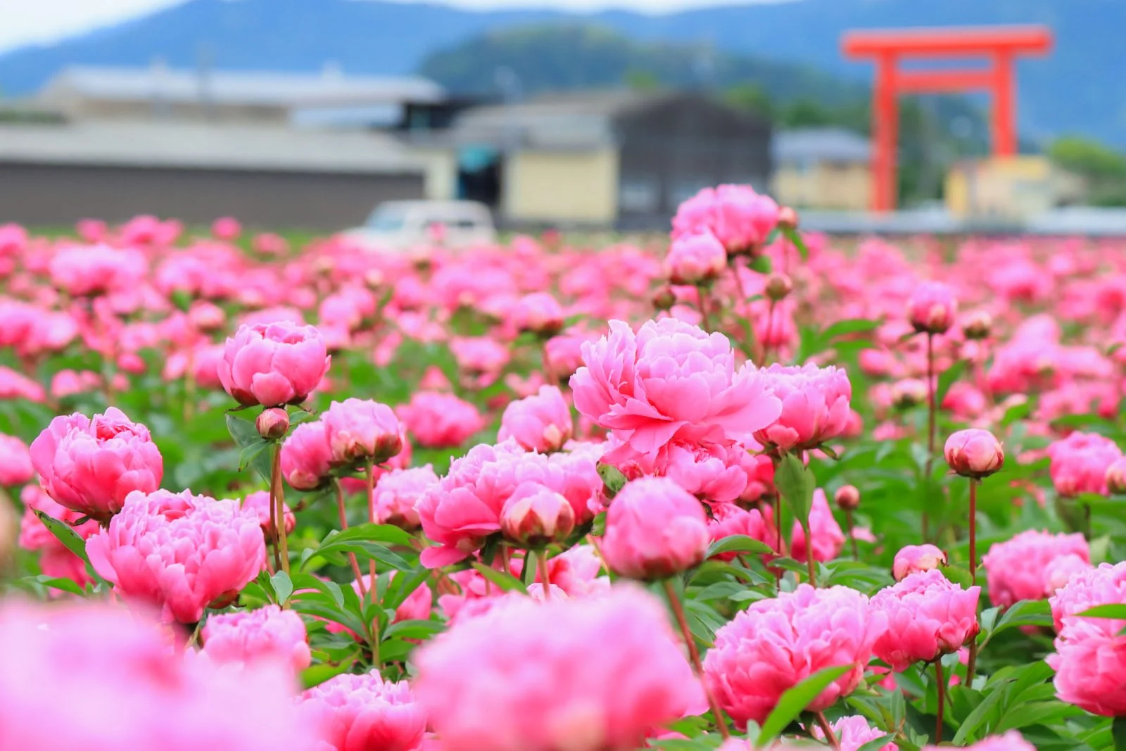 長澤町のポピー（シャクヤク）畑