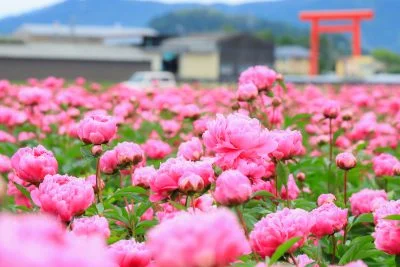 無料壁紙 シャクヤクの舞。PCとデスクトップ壁紙に最適な4K高画質の無料壁紙。三重県鈴鹿市の長澤町のポピー（シャクヤク）畑で撮影したフリー写真素材