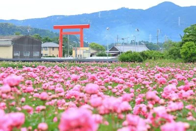 無料壁紙 椿大社とシャクヤク。PCとデスクトップ壁紙に最適な4K高画質の無料壁紙。三重県鈴鹿市の長澤町のポピー（シャクヤク）畑で撮影したフリー写真素材