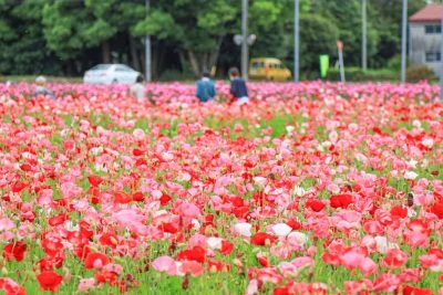 無料壁紙 満開のポピー畑。PCとデスクトップ壁紙に最適な4K高画質の無料壁紙。三重県鈴鹿市の長澤町のポピー（シャクヤク）畑で撮影したフリー写真素材