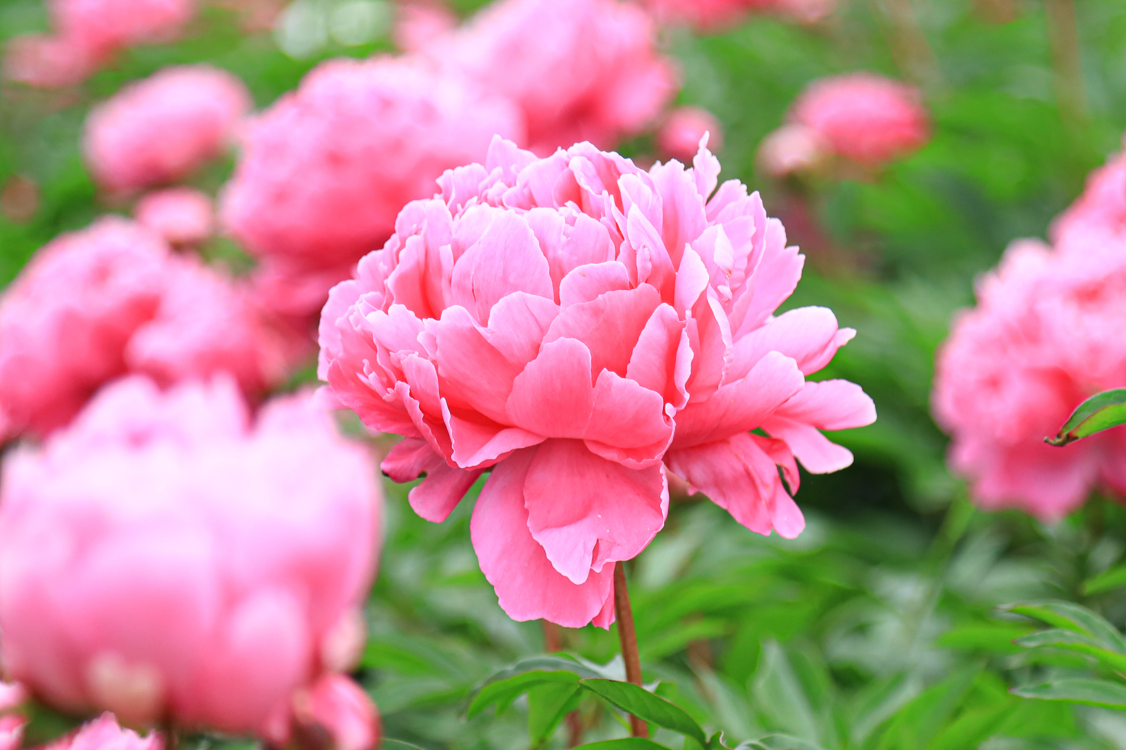 無料壁紙 芍薬(シャクナゲ)の花びら。PCとデスクトップ壁紙に最適な4K高画質の無料壁紙。三重県鈴鹿市の長澤町のポピー(シャクヤク)畑で撮影したフリー写真素材