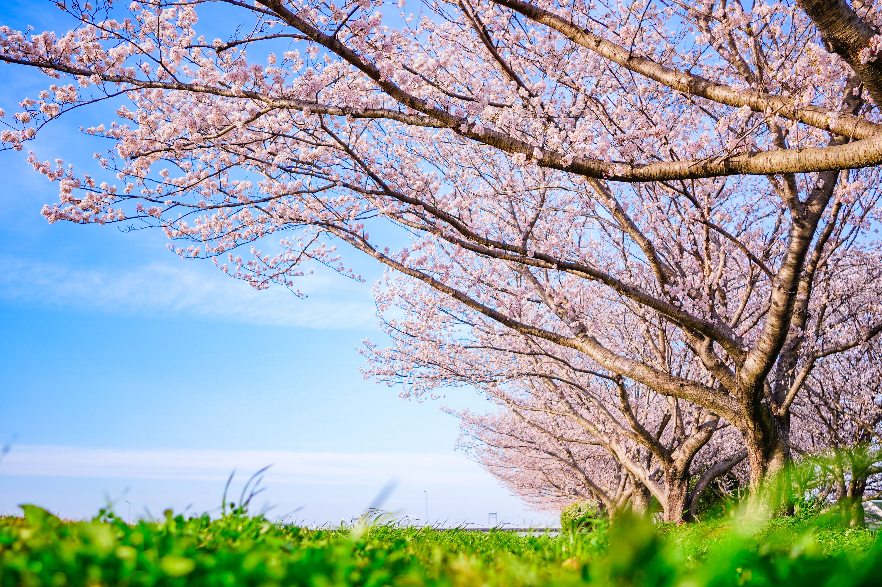 無料壁紙 春の青空と桜並木。PCとデスクトップ壁紙に最適な4K高画質の無料壁紙。三重県松阪市の中村川桜づつみ公園で撮影したフリー写真素材
