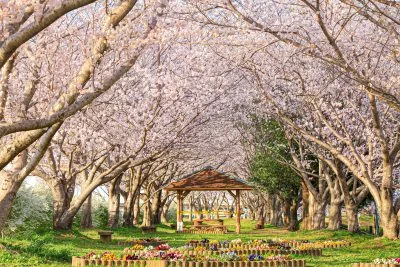 無料壁紙 桜並木の公園。PCとデスクトップ壁紙に最適な4K高画質の無料壁紙。三重県松阪市の中村川桜づつみ公園で撮影したフリー写真素材