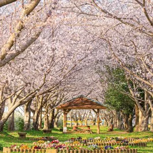 中村川桜づつみ公園のフリー素材・壁紙