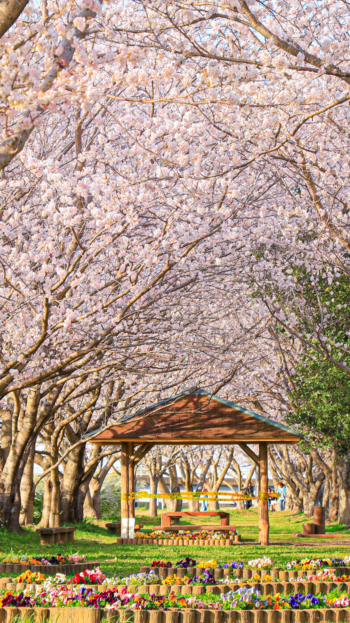 桜並木の公園(三重県松阪市・中村川桜づつみ公園)