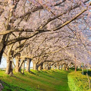 無料壁紙 西陽の桜並木。PCとデスクトップ壁紙に最適な4K高画質の無料壁紙。三重県松阪市の中村川桜づつみ公園で撮影したフリー写真素材