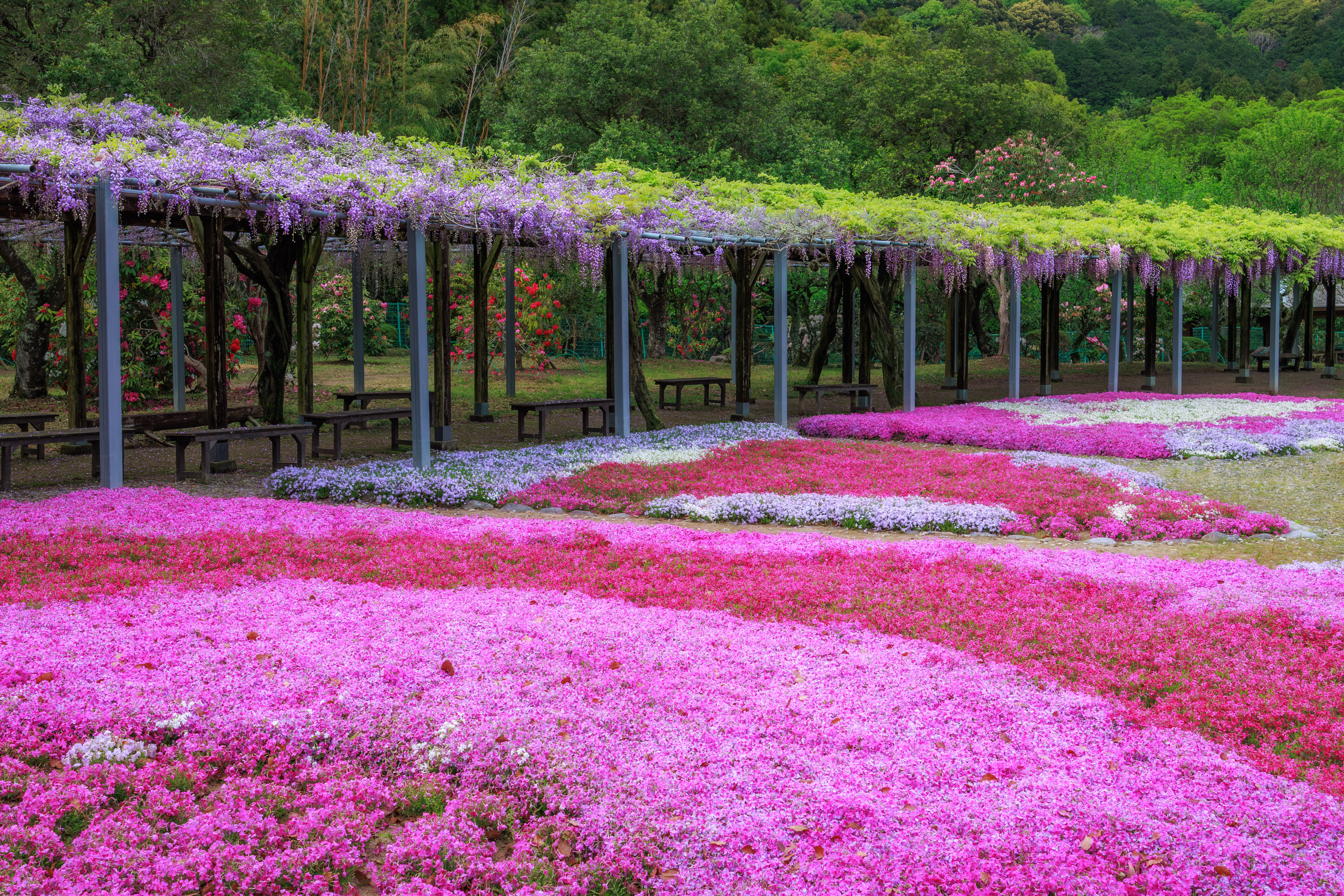 藤棚と芝桜が咲く園内(三重県大紀町・野原農村公園)