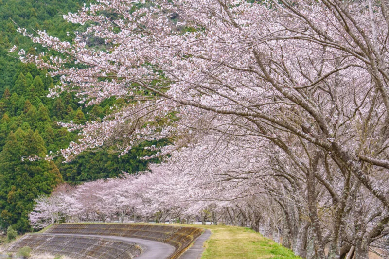 無料壁紙 堤防沿いに咲く桜並木。PCとデスクトップ壁紙に最適な4K高画質の無料壁紙。三重県大紀町の大内山川沿いの桜で撮影したフリー写真素材