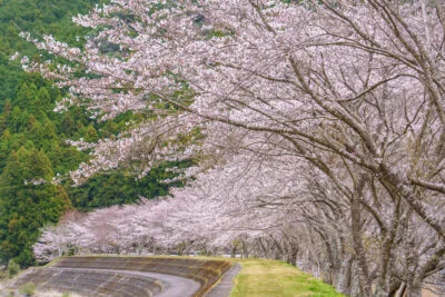 無料壁紙 堤防沿いに咲く桜並木。PCとデスクトップ壁紙に最適な4K高画質の無料壁紙。三重県大紀町の大内山川沿いの桜で撮影したフリー写真素材