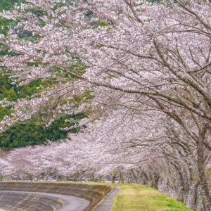 無料壁紙 堤防沿いに咲く桜並木。PCとデスクトップ壁紙に最適な4K高画質の無料壁紙。三重県大紀町の大内山川沿いの桜で撮影したフリー写真素材