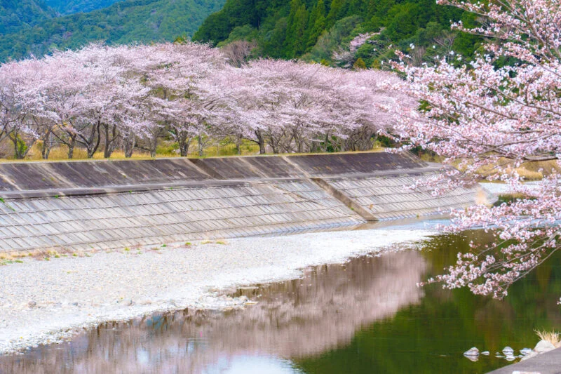 無料壁紙 大内山川に映る桜並木。PCとデスクトップ壁紙に最適な4K高画質の無料壁紙。三重県大紀町の大内山川沿いの桜で撮影したフリー写真素材