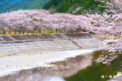 無料壁紙 大内山川に映る桜並木。PCとデスクトップ壁紙に最適な4K高画質の無料壁紙。三重県大紀町の大内山川沿いの桜で撮影したフリー写真素材