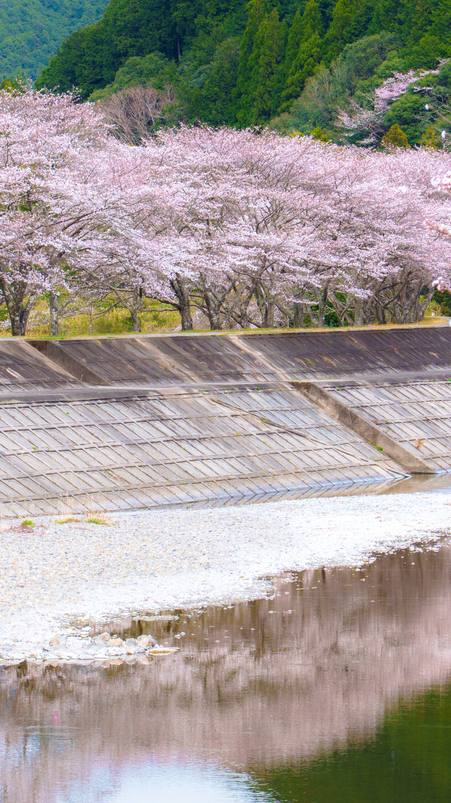 無料壁紙 大内山川に映る桜並木。PCとデスクトップ壁紙に最適な4K高画質の無料壁紙。三重県大紀町の大内山川沿いの桜で撮影したフリー写真素材