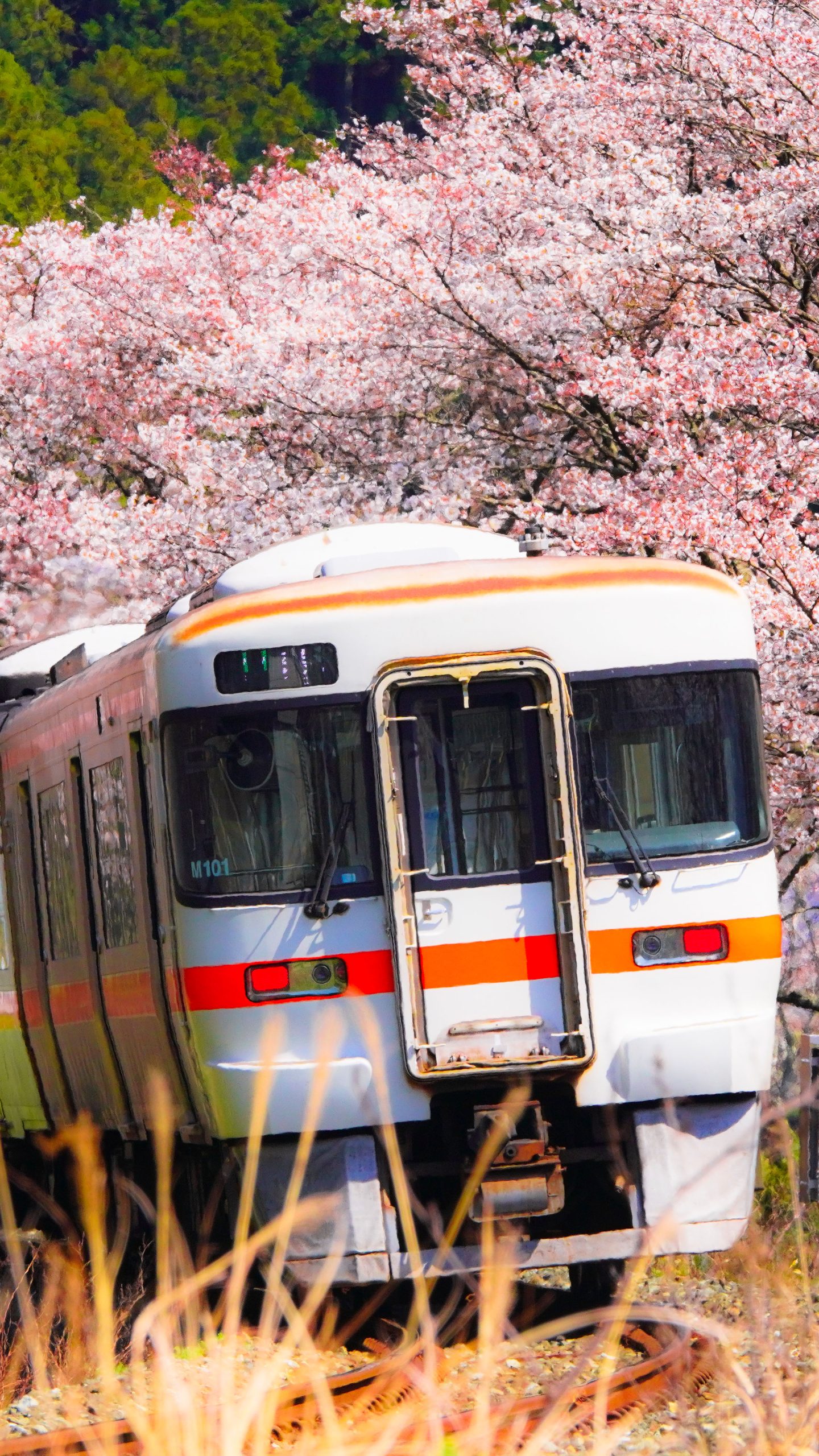 汽車と桜並木(三重県大紀町・大内山川沿いの桜)