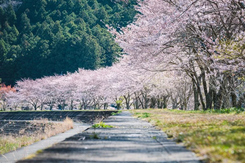 無料壁紙 400mの桜並木。PCとデスクトップ壁紙に最適な4K高画質の無料壁紙。三重県大紀町の大内山川沿いの桜で撮影したフリー写真素材