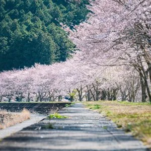 大内山川沿いの桜のフリー写真素材