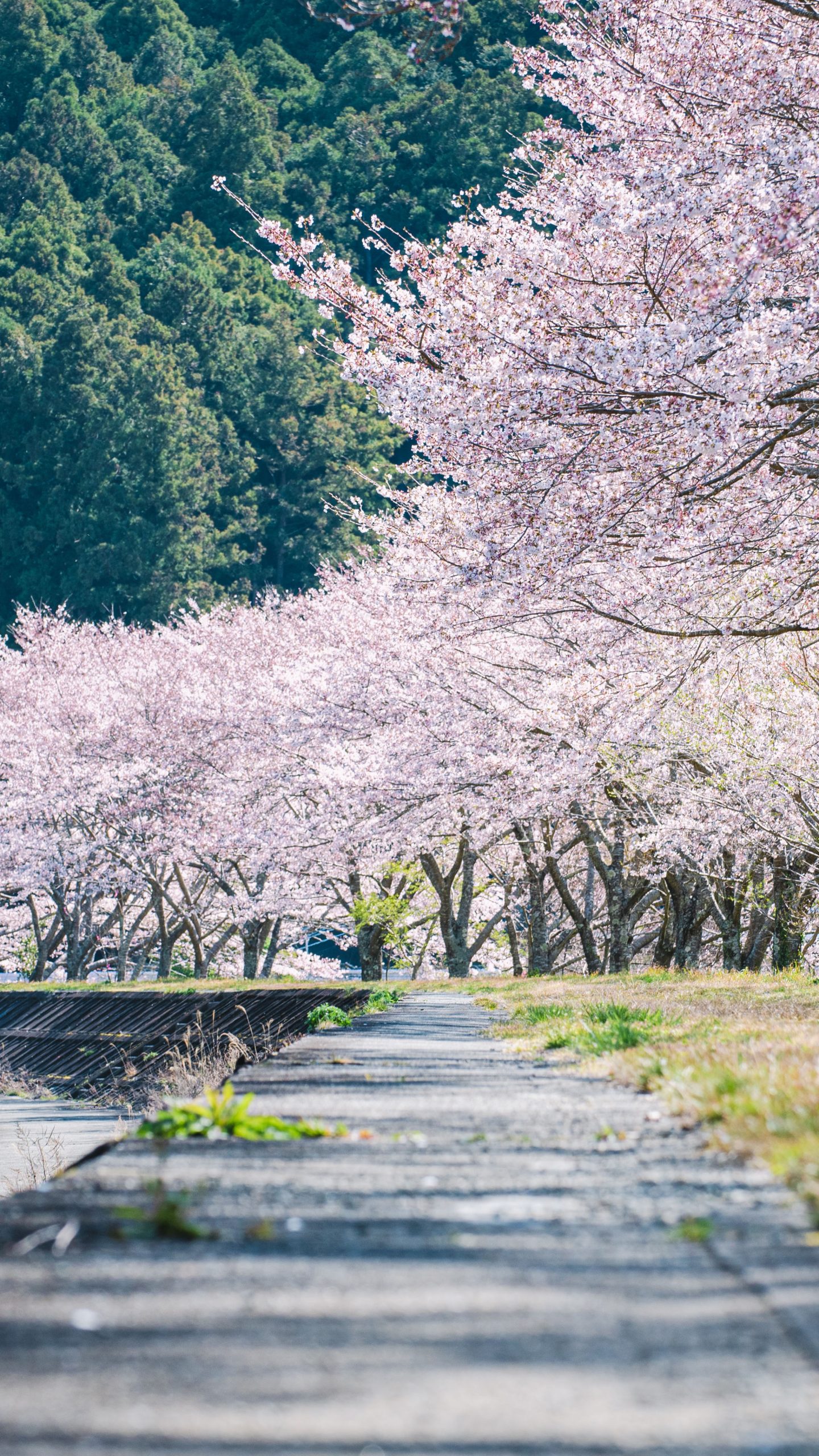 400mの桜並木(三重県大紀町・大内山川沿いの桜)