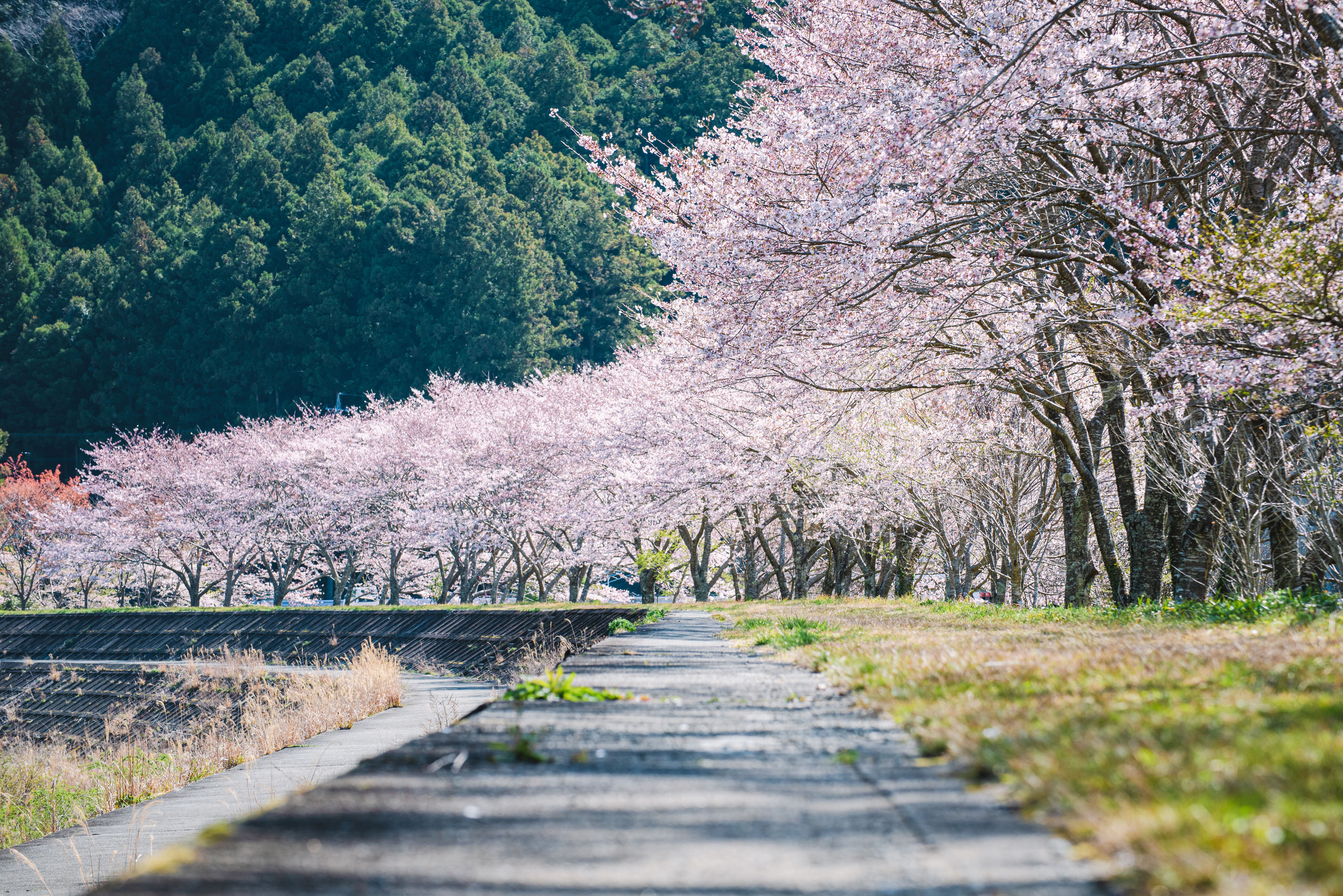 無料壁紙 400mの桜並木。PCとデスクトップ壁紙に最適な4K高画質の無料壁紙。三重県大紀町の大内山川沿いの桜で撮影したフリー写真素材