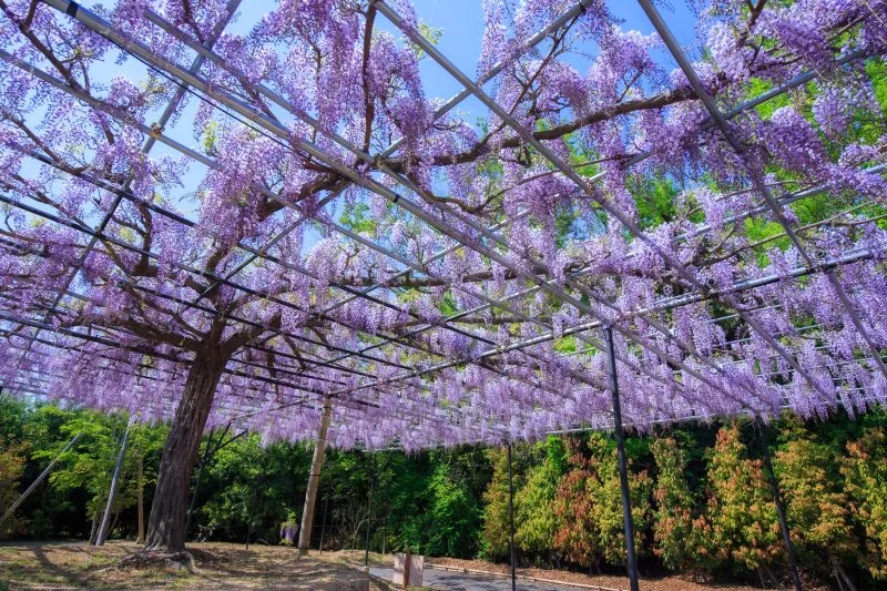 無料壁紙 青空と藤棚。PCとデスクトップ壁紙に最適な4K高画質の無料壁紙。三重県津市のレッドヒルヒーサーの森で撮影したフリー写真素材