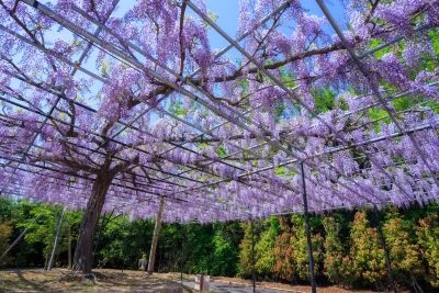 無料壁紙 青空と藤棚。PCとデスクトップ壁紙に最適な4K高画質の無料壁紙。三重県津市のレッドヒルヒーサーの森で撮影したフリー写真素材