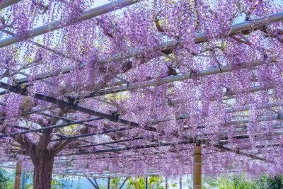 無料壁紙 藤のシャンデリア。PCとデスクトップ壁紙に最適な4K高画質の無料壁紙。三重県津市のレッドヒルヒーサーの森で撮影したフリー写真素材