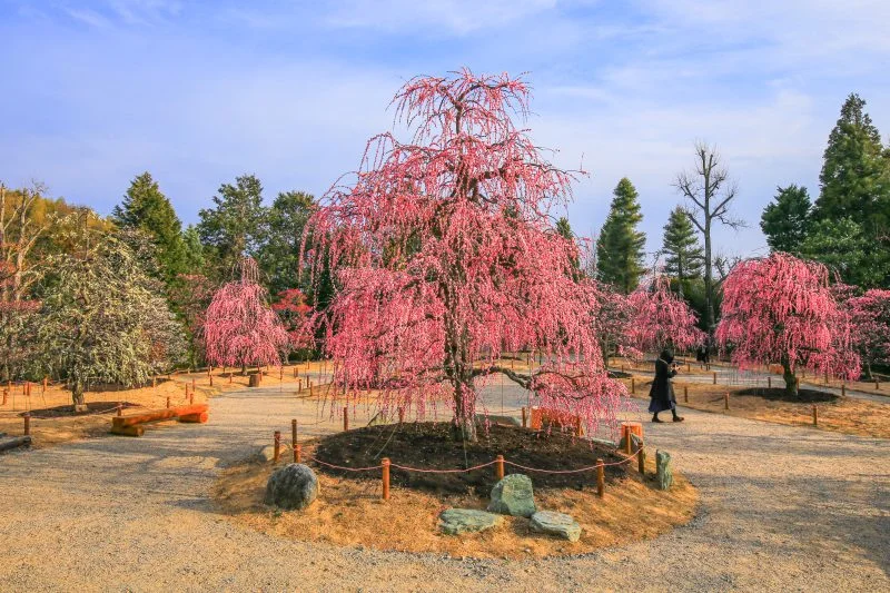 無料壁紙 2022年オープンの新エリア「梅のガーデン」。PCとデスクトップ壁紙に最適な4K高画質の無料壁紙。三重県津市のレッドヒルヒーサーの森で撮影したフリー写真素材