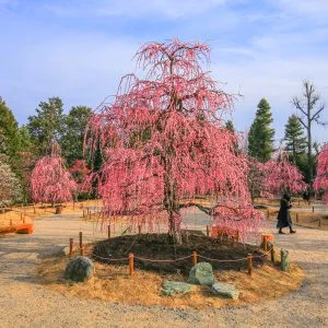 無料壁紙 2022年オープンの新エリア「梅のガーデン」。PCとデスクトップ壁紙に最適な4K高画質の無料壁紙。三重県津市のレッドヒルヒーサーの森で撮影したフリー写真素材