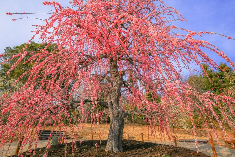 無料壁紙 咲き乱れる巨大な梅。PCとデスクトップ壁紙に最適な4K高画質の無料壁紙。三重県津市のレッドヒルヒーサーの森で撮影したフリー写真素材