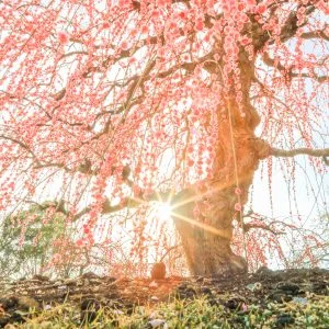 無料壁紙 逆光で輝く照龍。PCとデスクトップ壁紙に最適な4K高画質の無料壁紙。三重県津市のレッドヒルヒーサーの森で撮影したフリー写真素材