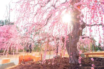 無料壁紙 逆光で輝くしだれ梅。PCとデスクトップ壁紙に最適な4K高画質の無料壁紙。三重県津市のレッドヒルヒーサーの森で撮影したフリー写真素材