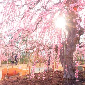 無料壁紙 逆光で輝くしだれ梅。PCとデスクトップ壁紙に最適な4K高画質の無料壁紙。三重県津市のレッドヒルヒーサーの森で撮影したフリー写真素材